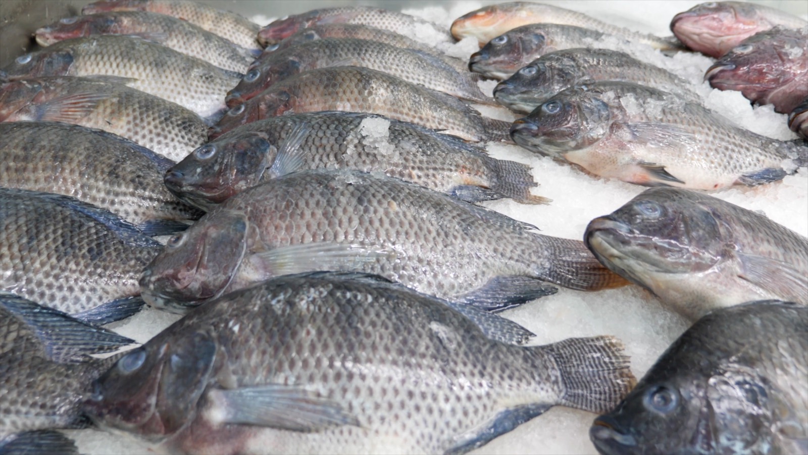Whole fish held on ice in a walk-in